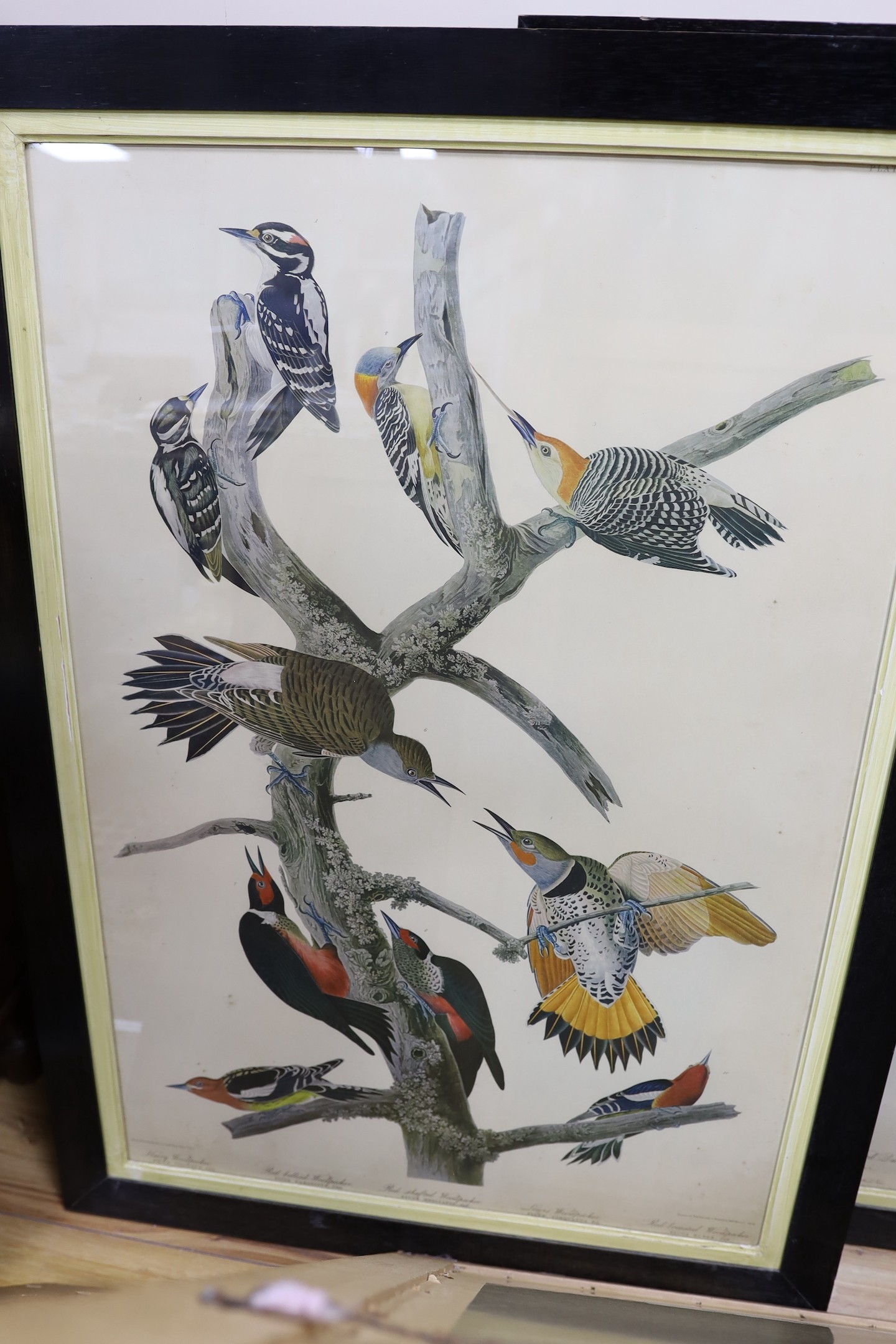 Havell after Audubon, five coloured prints, Ornithological studies, largest 96 x 65cm